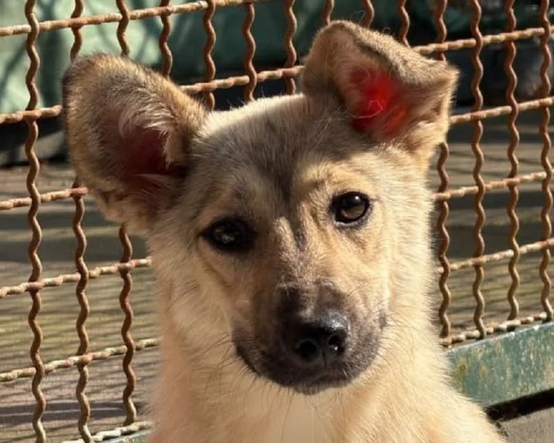 Mira, Mixed Breed (Tierschutz-Team e.V.)