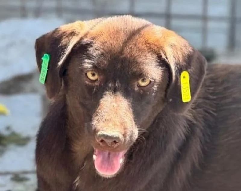 Missy, female Mixed Breed for adoption at Tierschutz-Team e.V.