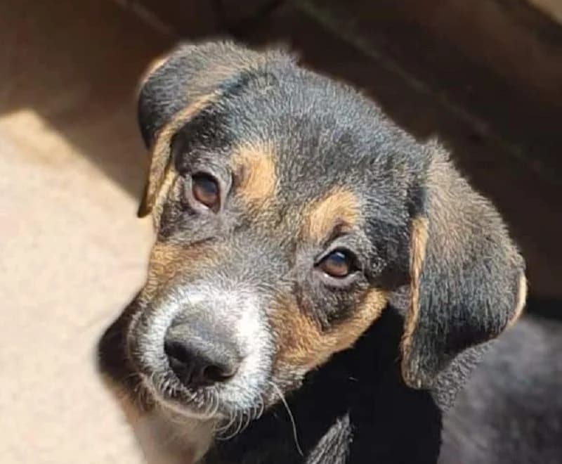 Nyla, Mixed Breed (Tierschutz-Team e.V.)