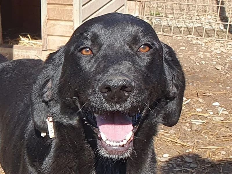 Obelix, male 3yo Pointer for adoption at Tierschutz-Team e.V.