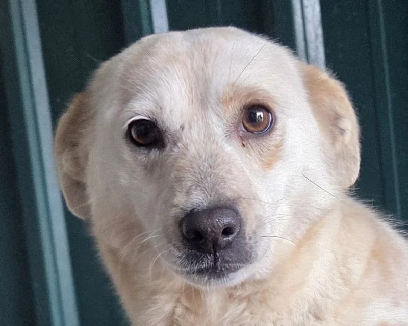 Paloma, Mixed Breed (Tierschutz-Team e.V.)