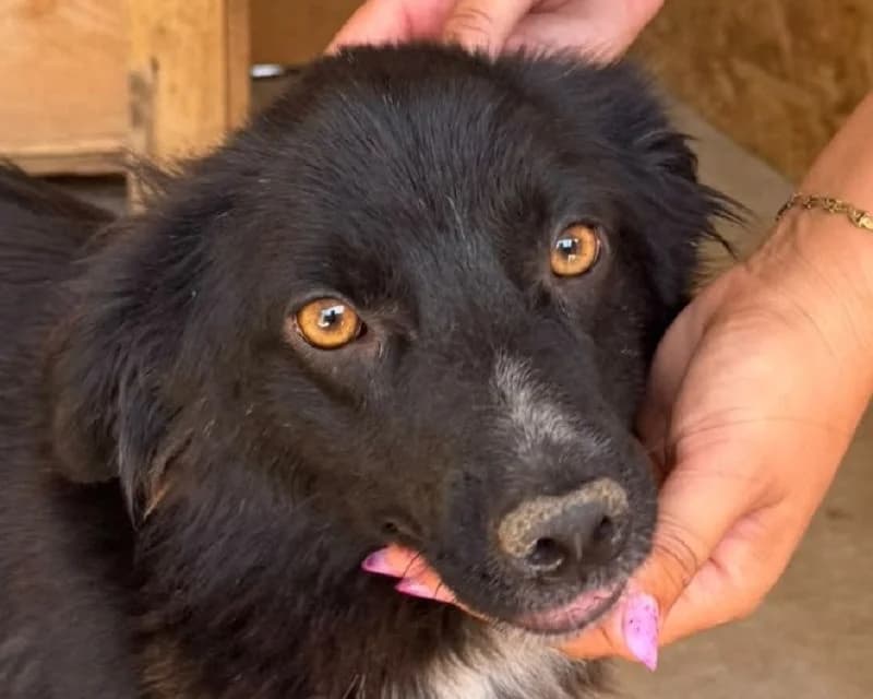 Penny, female Mixed Breed for adoption at Tierschutz-Team e.V.