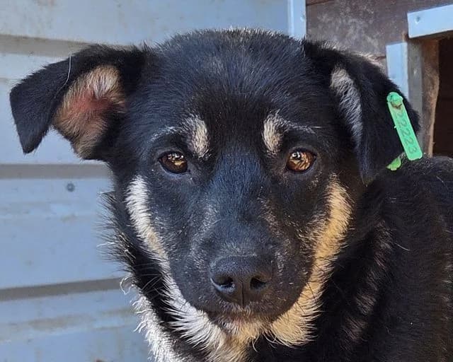 Pico, male Mixed Breed for adoption at Tierschutz-Team e.V.