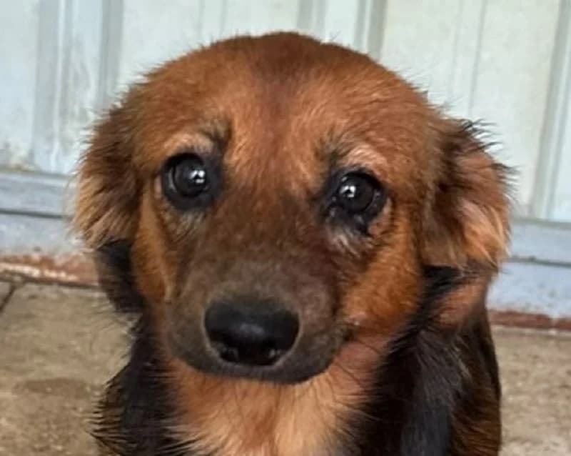 Pinky, female puppy Mixed Breed for adoption at Tierschutz-Team e.V.