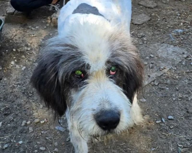 Poldi, male Mixed Breed for adoption at Tierschutz-Team e.V.