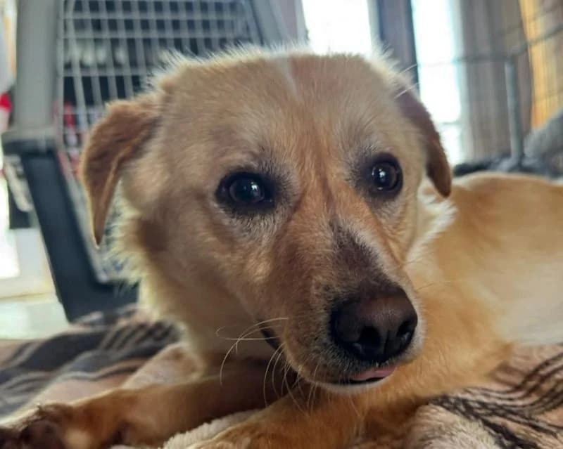 Pomelo, Mixed Breed (Tierschutz-Team e.V.)