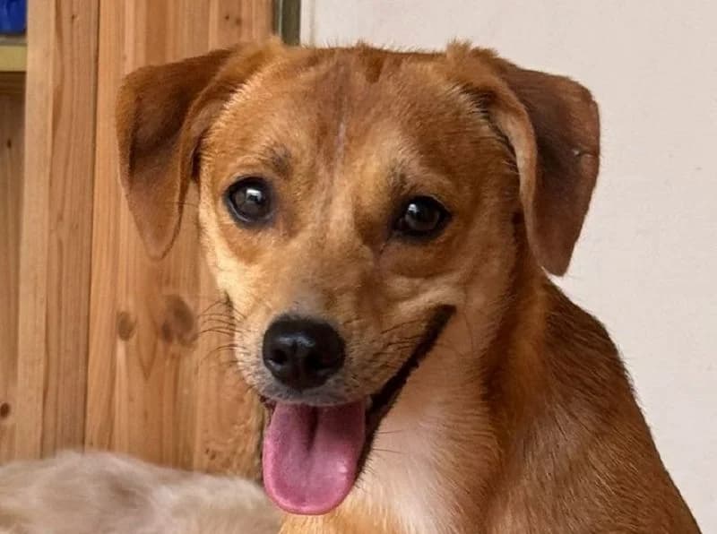 Pumuckl, Mixed Breed (Tierschutz-Team e.V.)