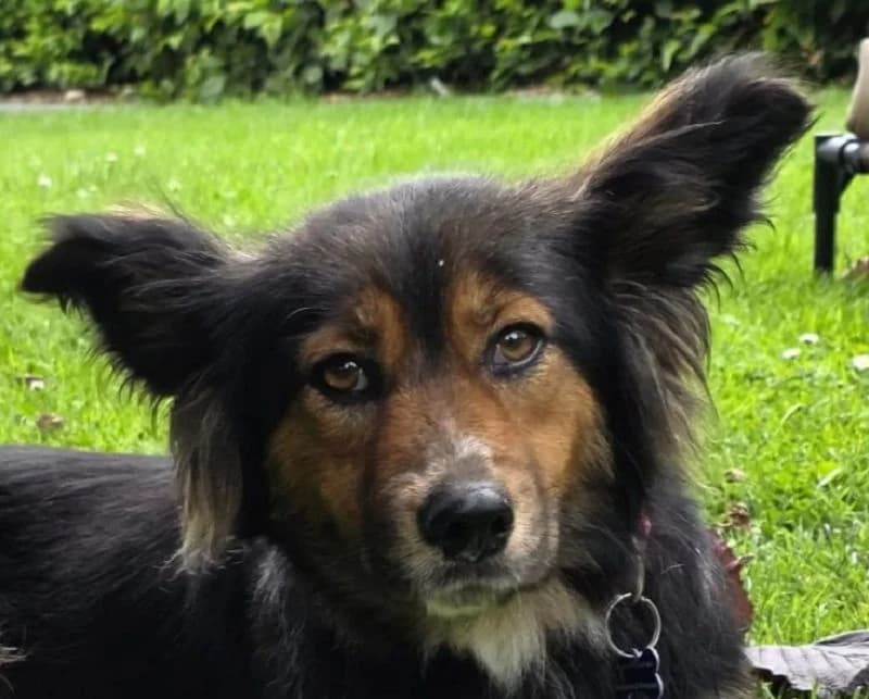 Salome, female Mixed Breed for adoption at Tierschutz-Team e.V.
