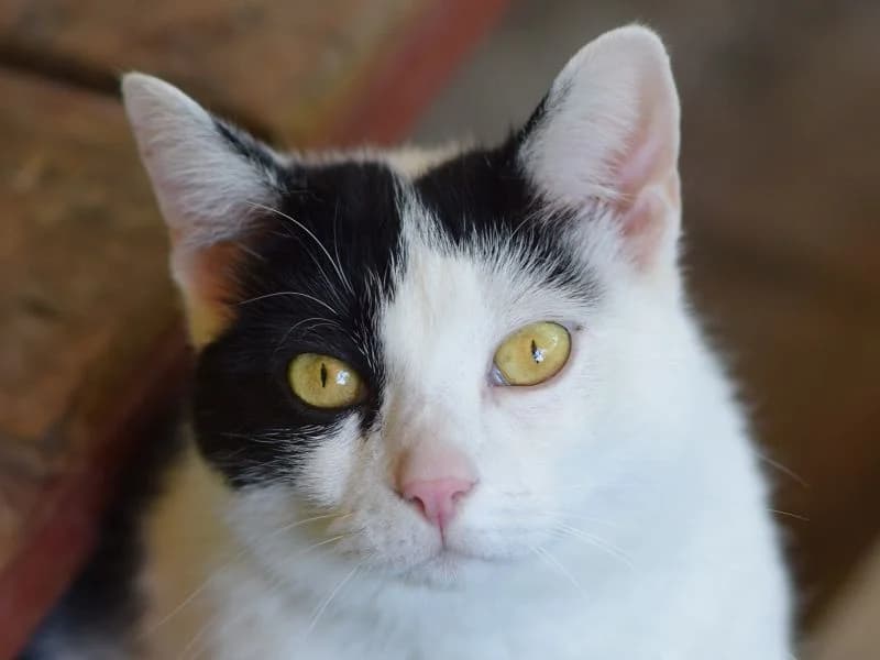 Tabby,  mixed breed for adoption at Tierschutz-Team e.V.