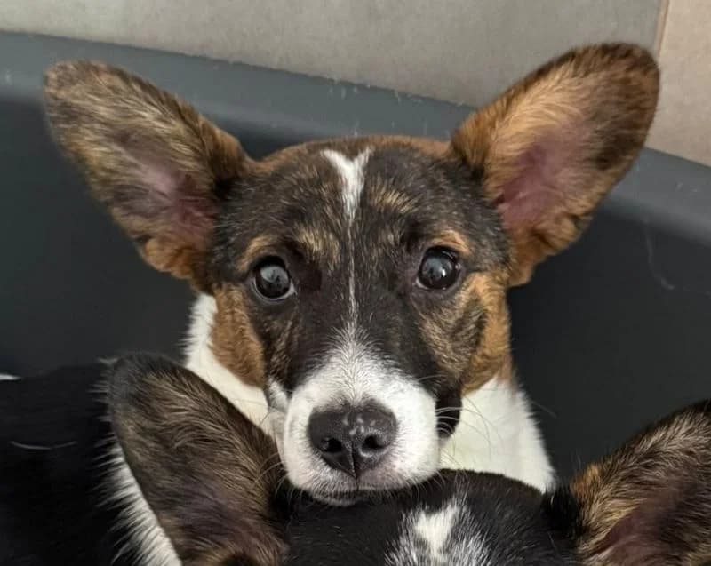 Tiara, female Mixed Breed for adoption at Tierschutz-Team e.V.