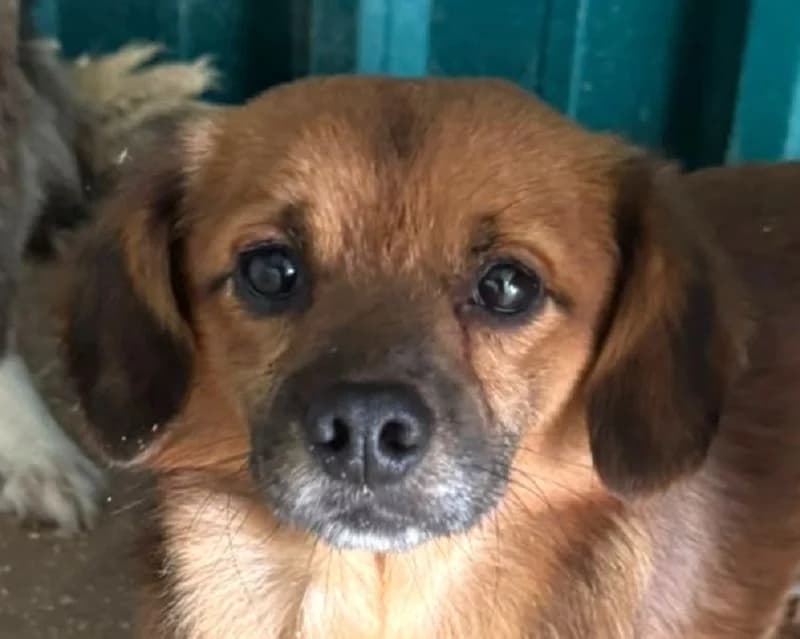 Toni, male Mixed Breed for adoption at Tierschutz-Team e.V.