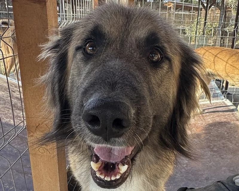 Truffles, male mixed breed for adoption at Tierschutz-Team e.V.