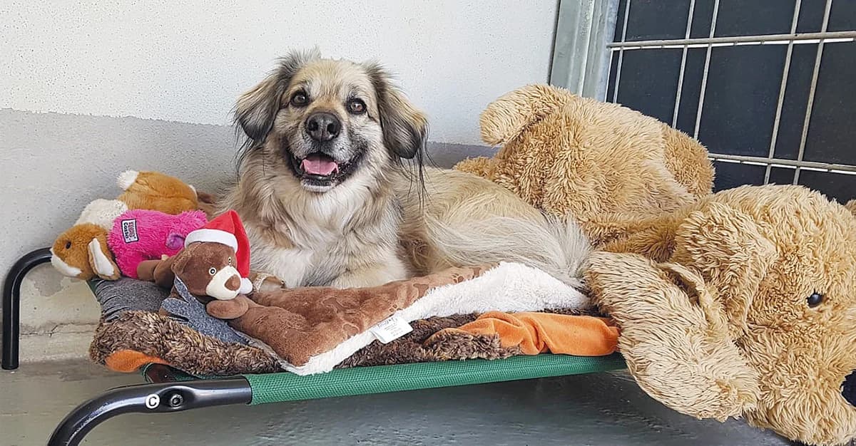 Ludo, male senior Mixed Breed for adoption at Tierheim Wiesloch-Walldorf, Walldorf