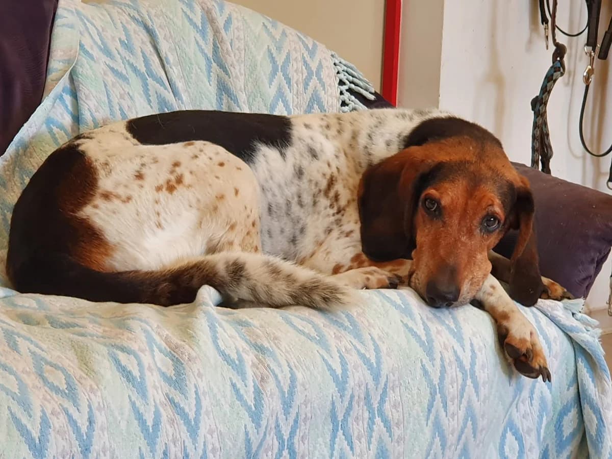 Henry, male senior Mixed Breed for adoption at Tierheim Wiesloch-Walldorf, Walldorf