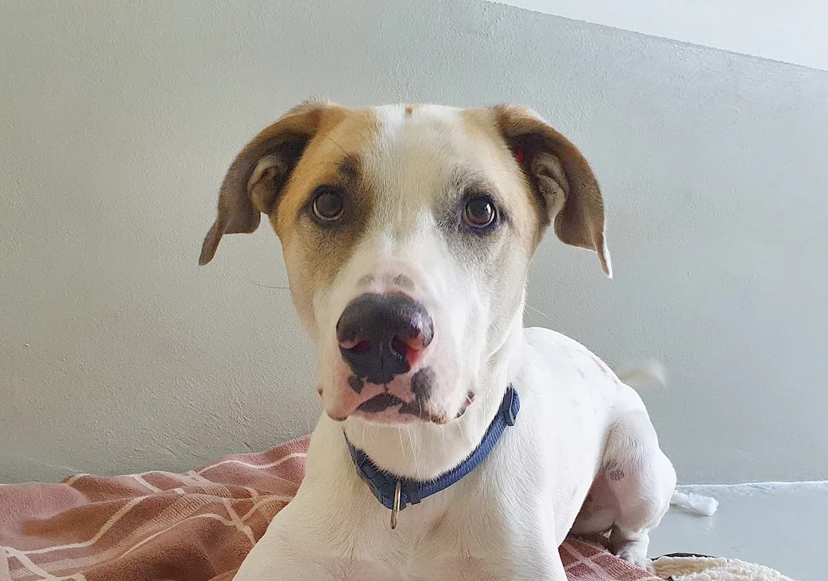 Buddy, male 5yo Mixed Breed for adoption at Tierheim Wiesloch-Walldorf, Walldorf
