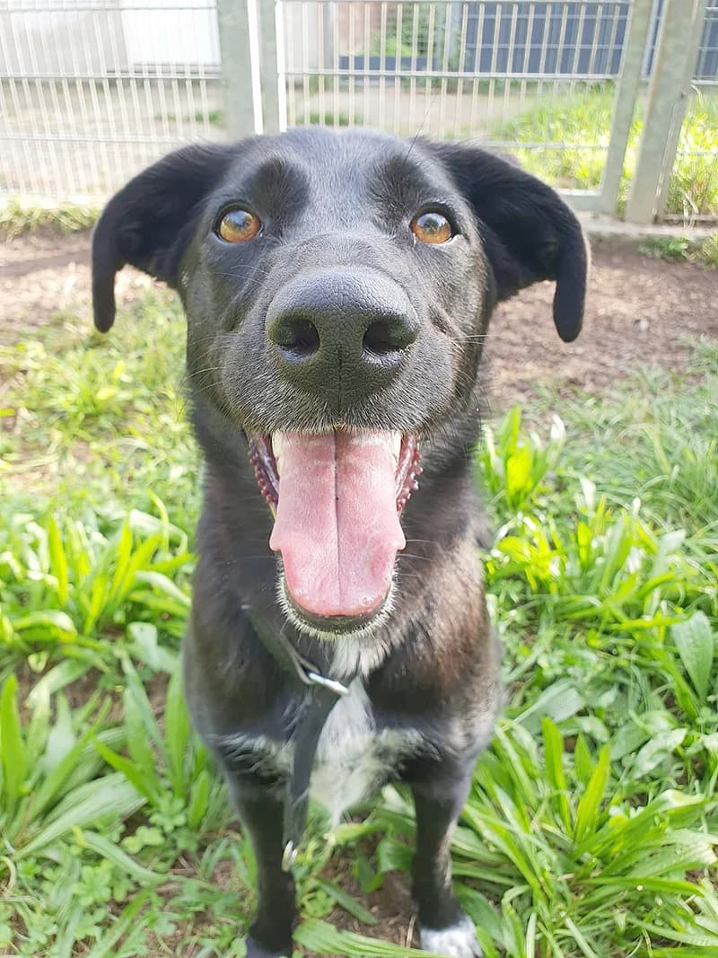 Senta, female Mixed Breed for adoption at Tierheim Wiesloch-Walldorf, Walldorf