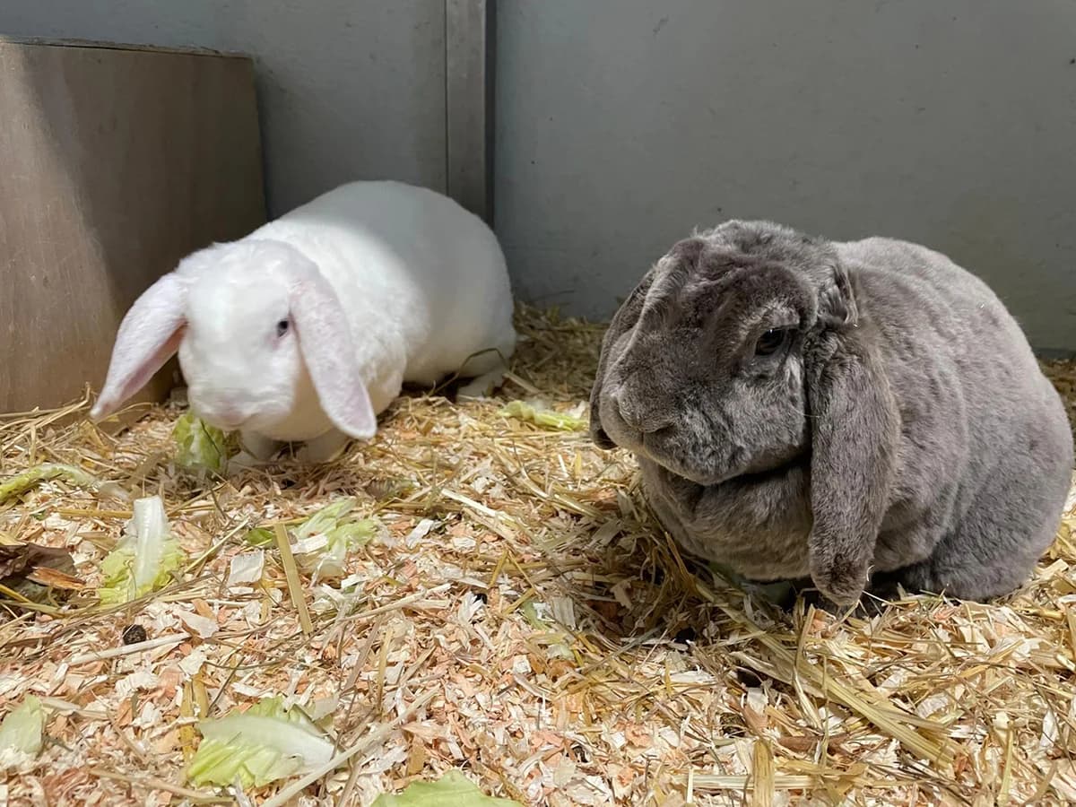 Mozart Grey & Friedl, 5yo Mixed Breed for adoption at Tierheim Wiesloch-Walldorf, Walldorf