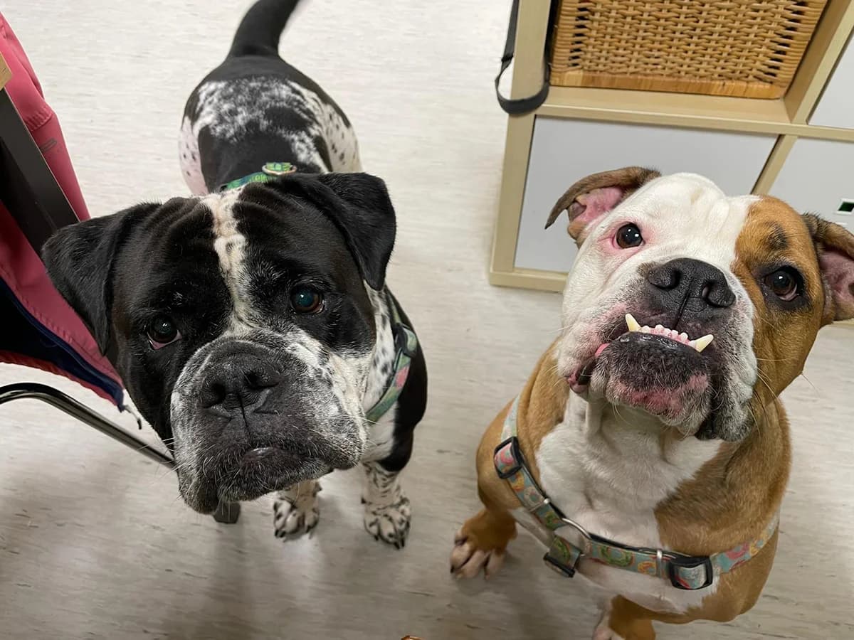 Bella & Hulk,  4yo Mixed Breed for adoption at Tierheim Wiesloch-Walldorf, Walldorf