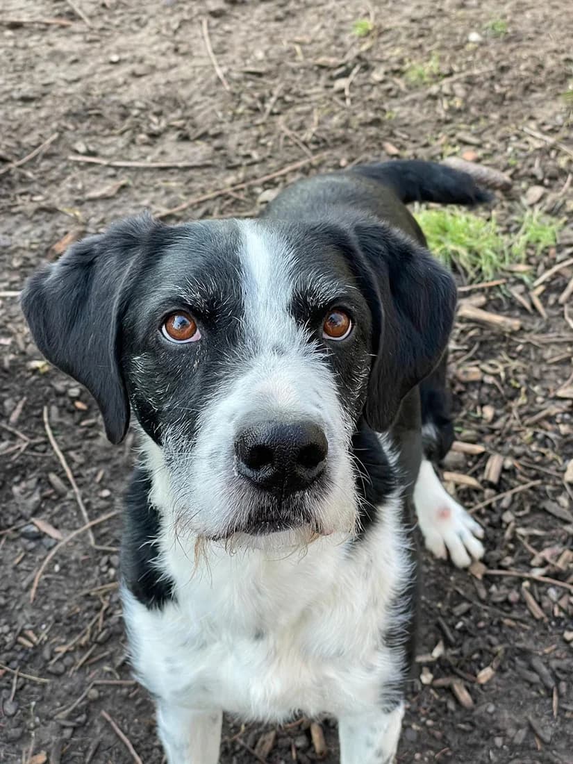 Rocco, male 6yo Mixed Breed for adoption at Tierheim Wiesloch-Walldorf, Walldorf