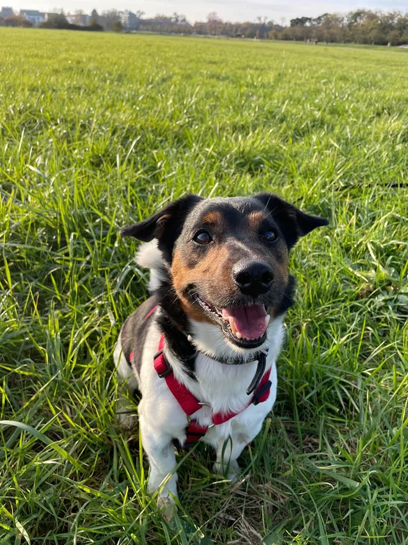 Kaju, male 6yo Mixed Breed for adoption at Tierheim Wiesloch-Walldorf, Walldorf