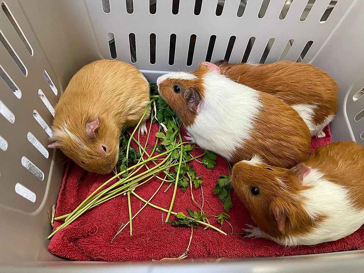 Lando & Han & Luke & Analin, male Mixed Breed for adoption at Tierheim Wiesloch-Walldorf, Walldorf