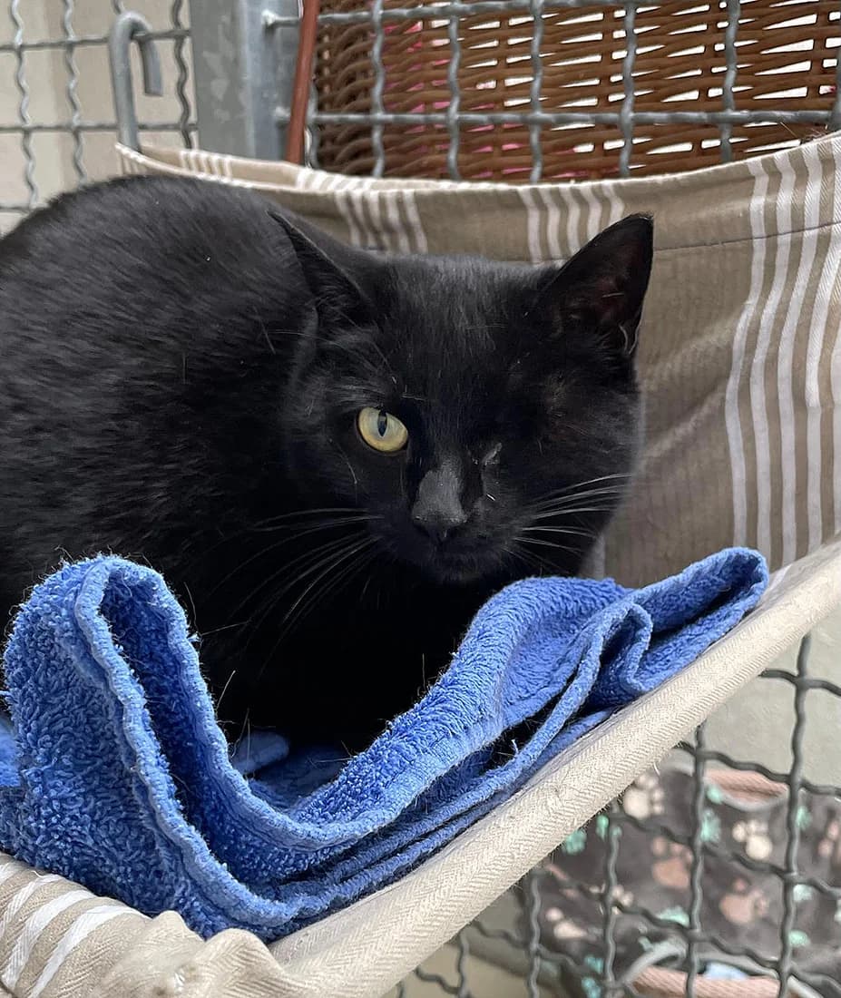 Conny, female 4yo Mixed Breed for adoption at Tierheim Wiesloch-Walldorf, Walldorf