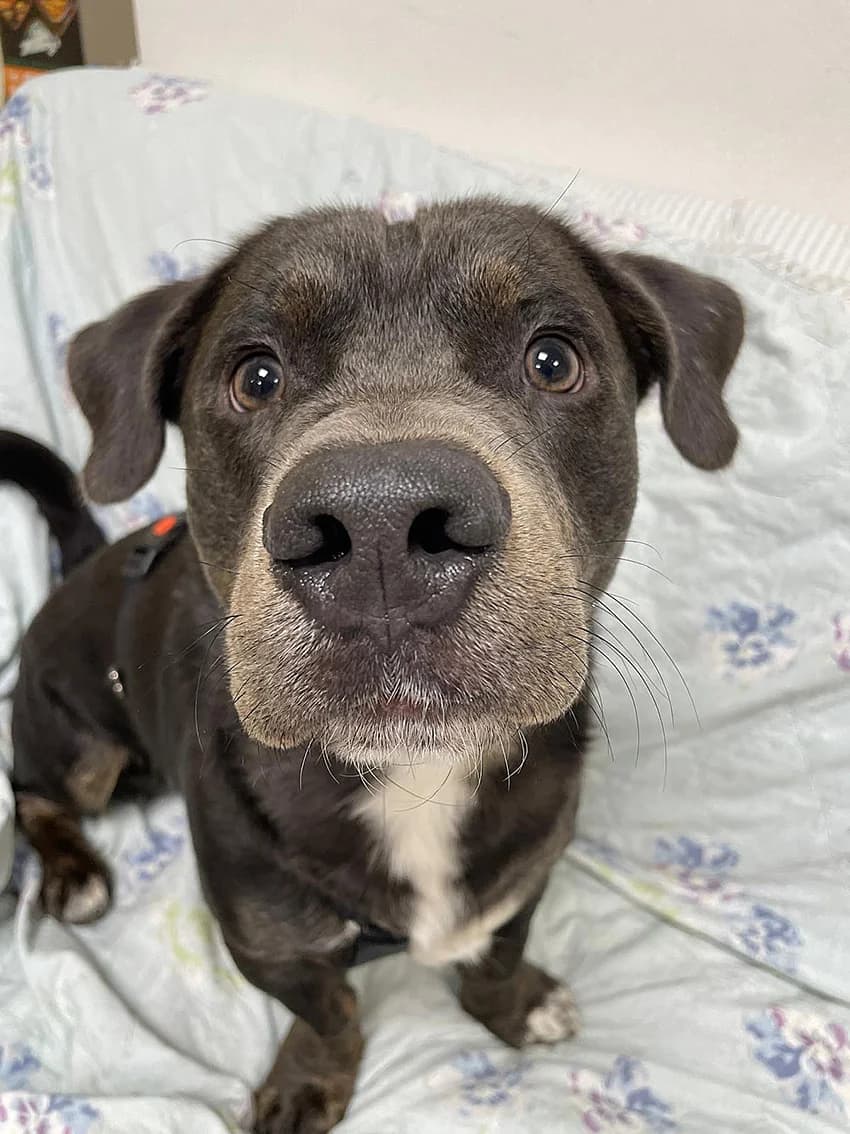 Kaylo, male young Mixed Breed for adoption at Tierheim Wiesloch-Walldorf, Walldorf