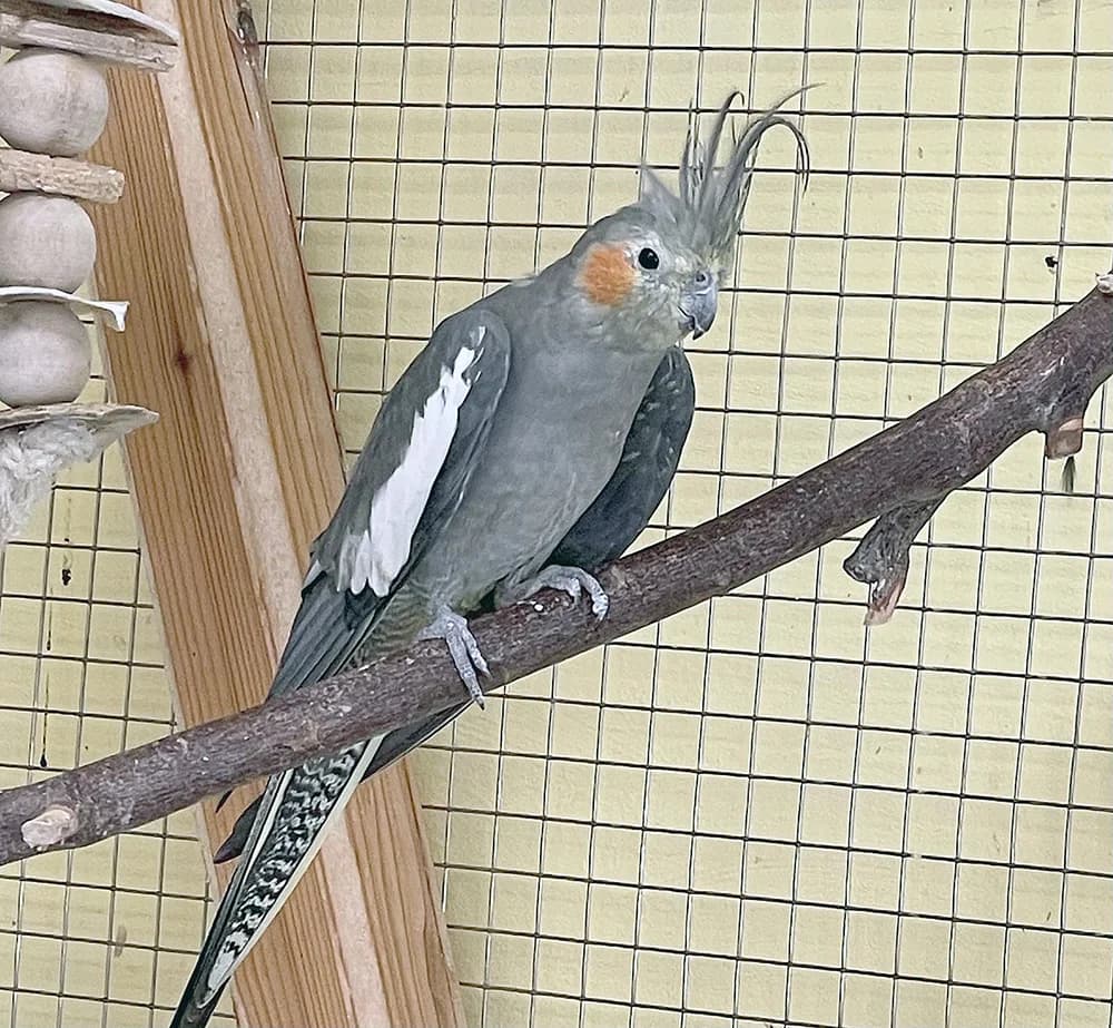 Patt, male senior Mixed Breed for adoption at Tierheim Wiesloch-Walldorf, Walldorf