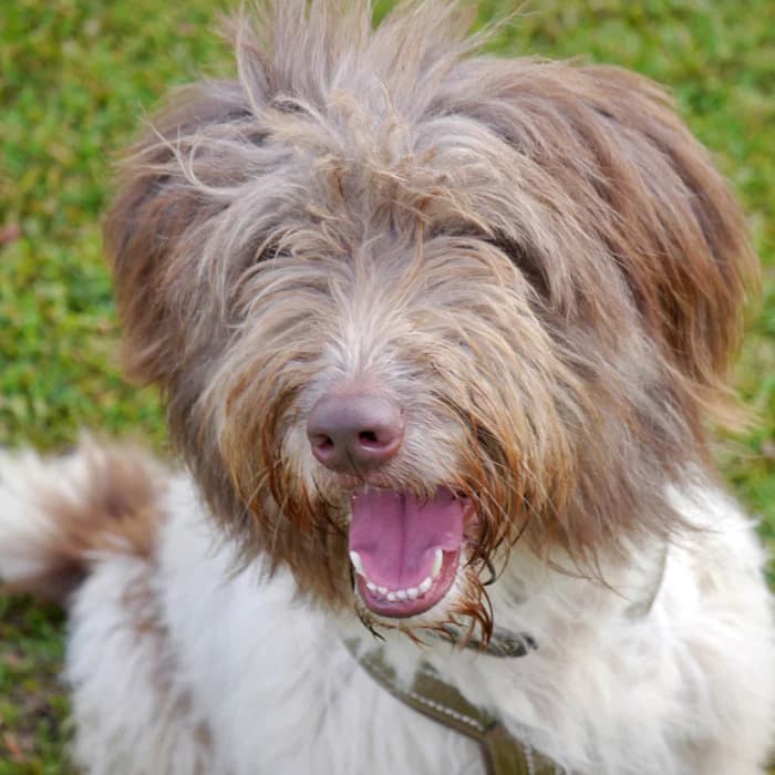 Jette, female Romanian Shepherd for adoption at Tierschutz Wörrstadt