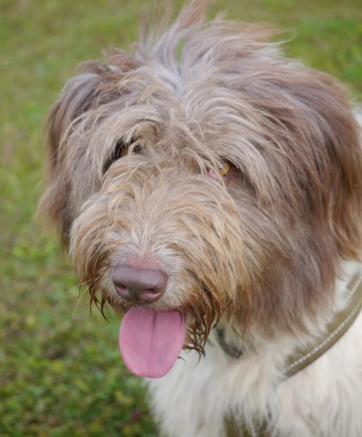 Jette, female Romanian Shepherd for adoption at Tierschutz Wörrstadt — photo 2 of 22