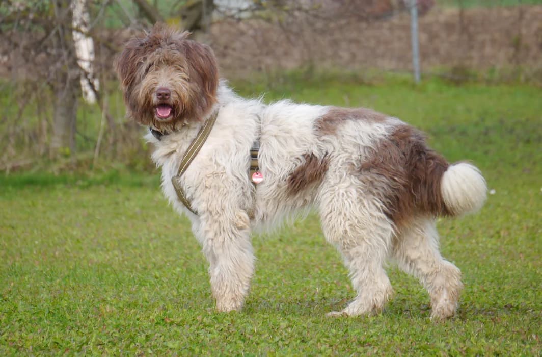 Jette, female Romanian Shepherd for adoption at Tierschutz Wörrstadt — photo 4 of 22
