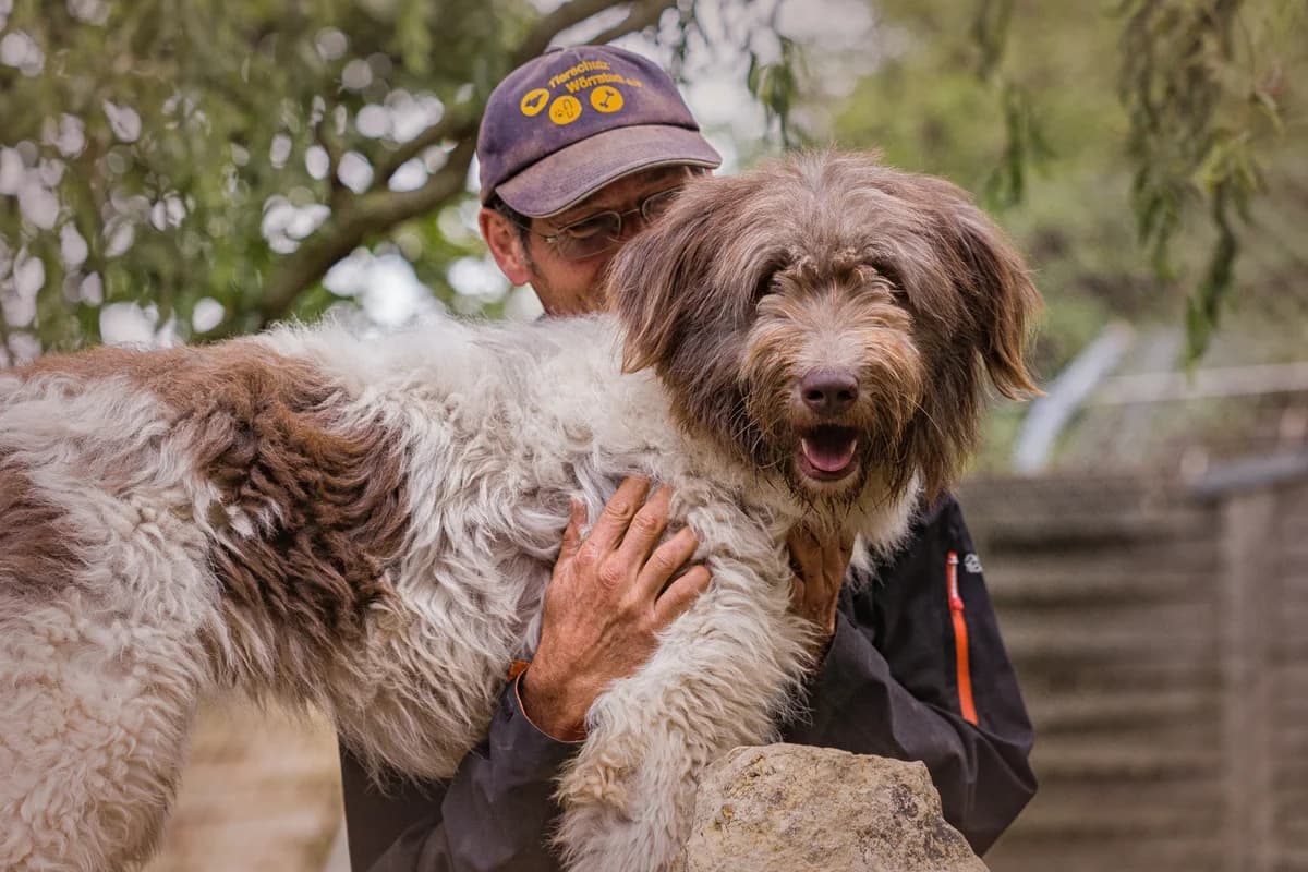 Jette, female Romanian Shepherd for adoption at Tierschutz Wörrstadt — photo 5 of 22