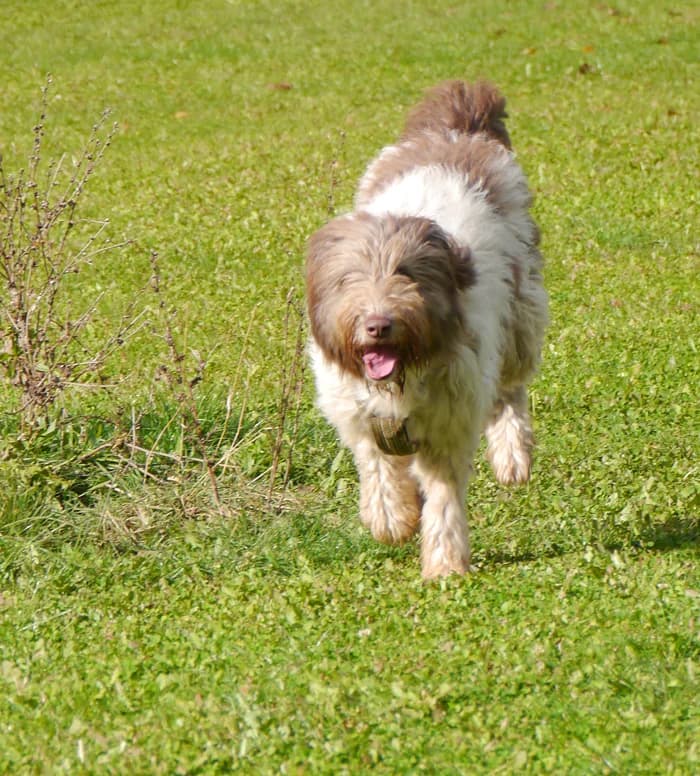 Jette, female Romanian Shepherd for adoption at Tierschutz Wörrstadt — photo 6 of 22