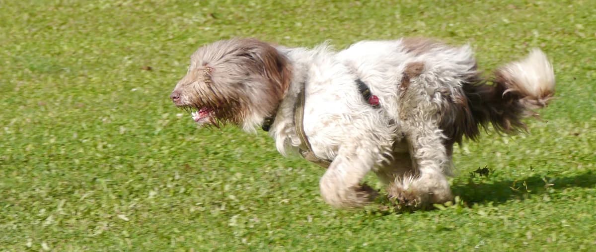 Jette, female Romanian Shepherd for adoption at Tierschutz Wörrstadt — photo 7 of 22
