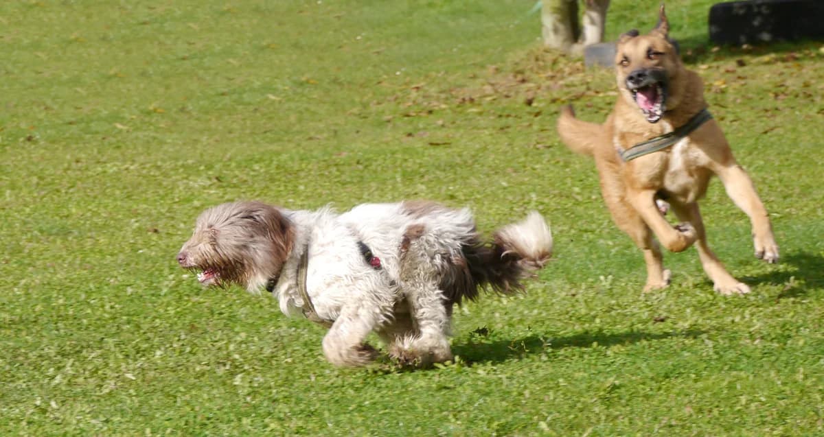 Jette, female Romanian Shepherd for adoption at Tierschutz Wörrstadt — photo 8 of 22