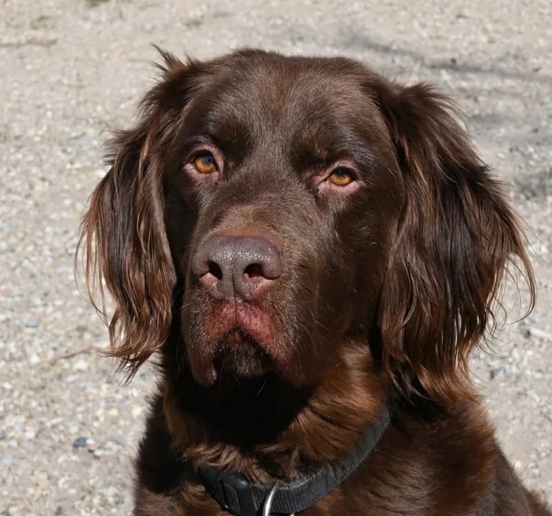Toffee, male mixed breed for adoption at Tierschutz Wörrstadt