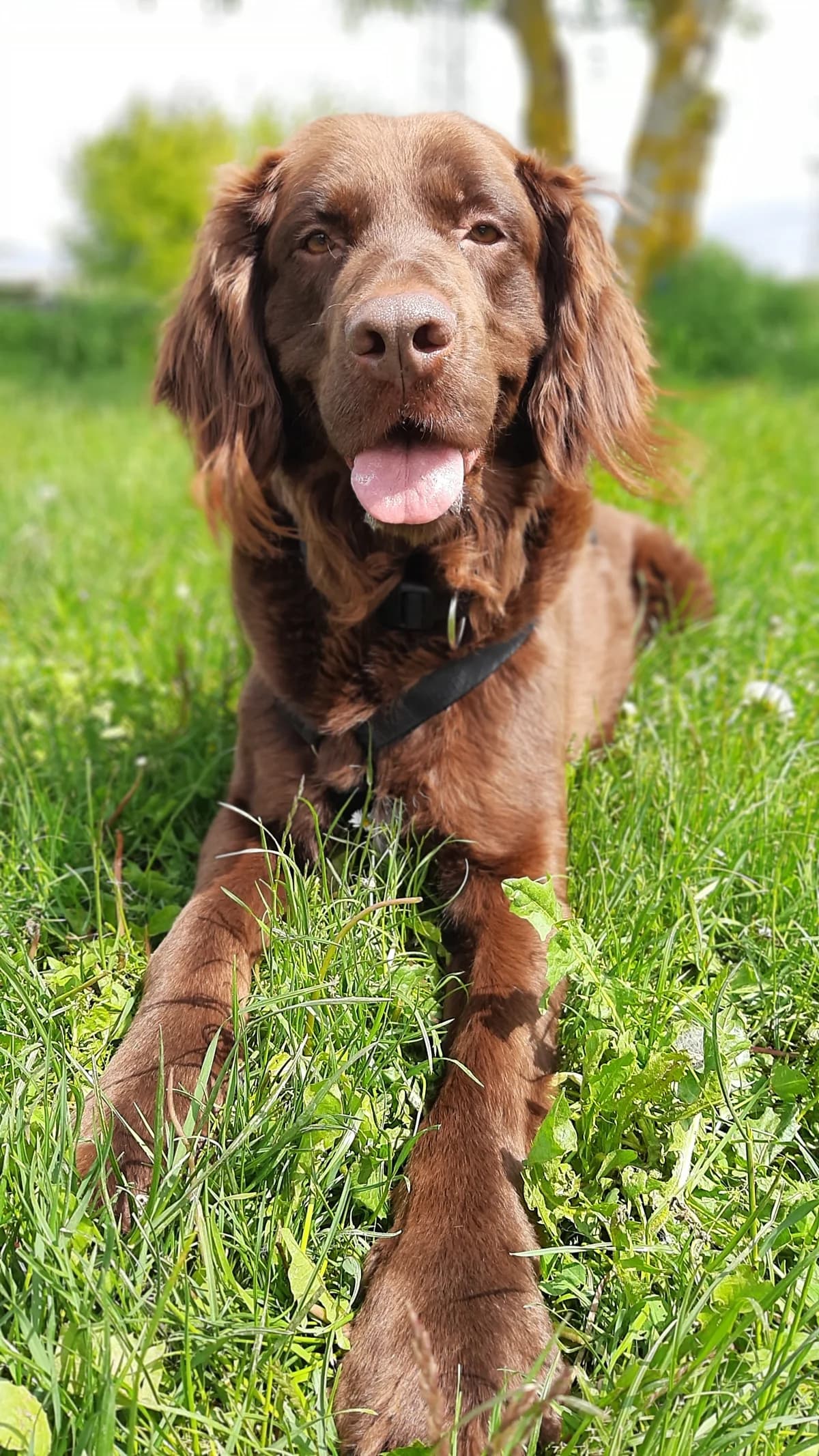 Toffee, male mixed breed for adoption at Tierschutz Wörrstadt — photo 2 of 39