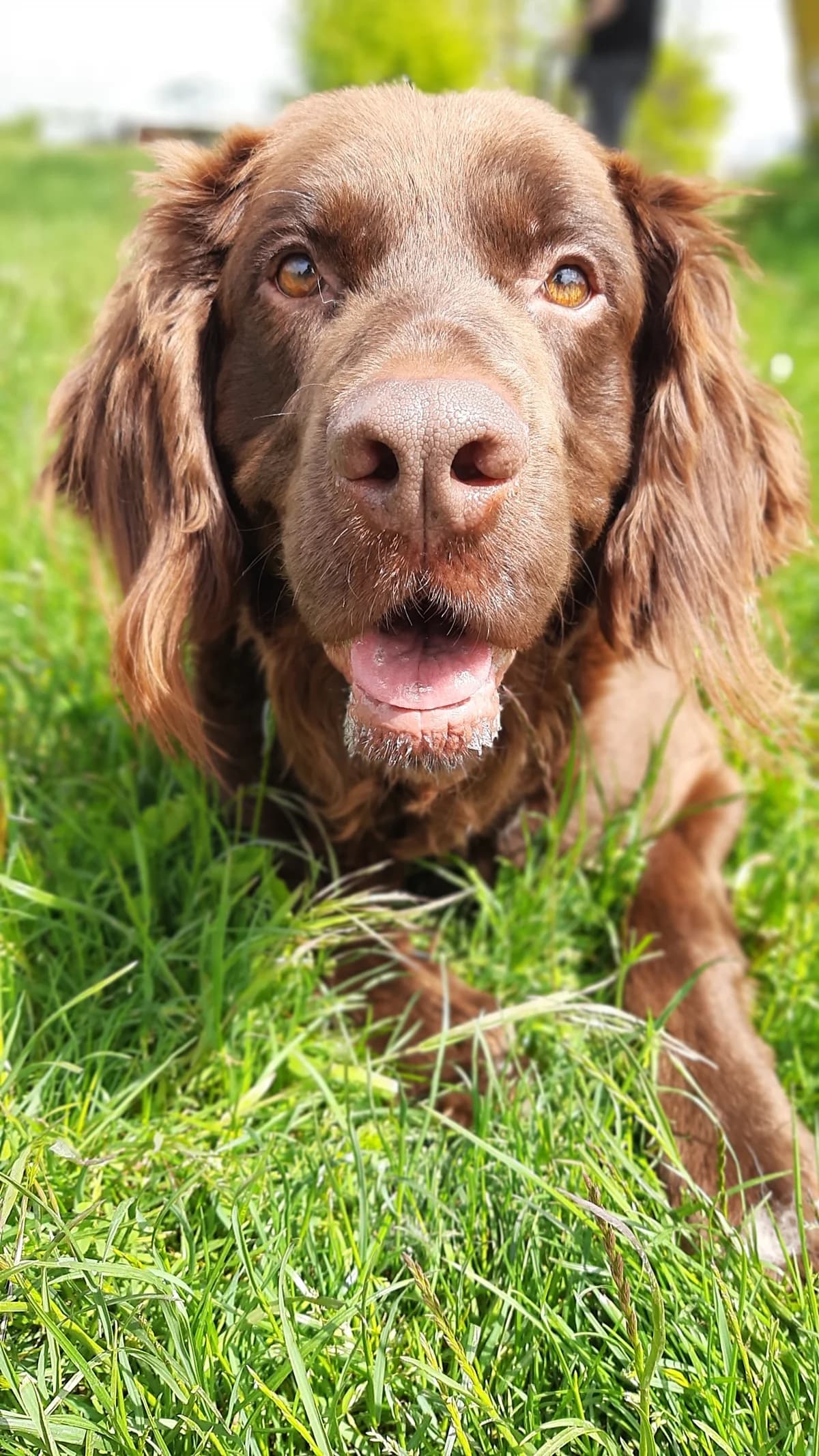 Toffee, male mixed breed for adoption at Tierschutz Wörrstadt — photo 3 of 39