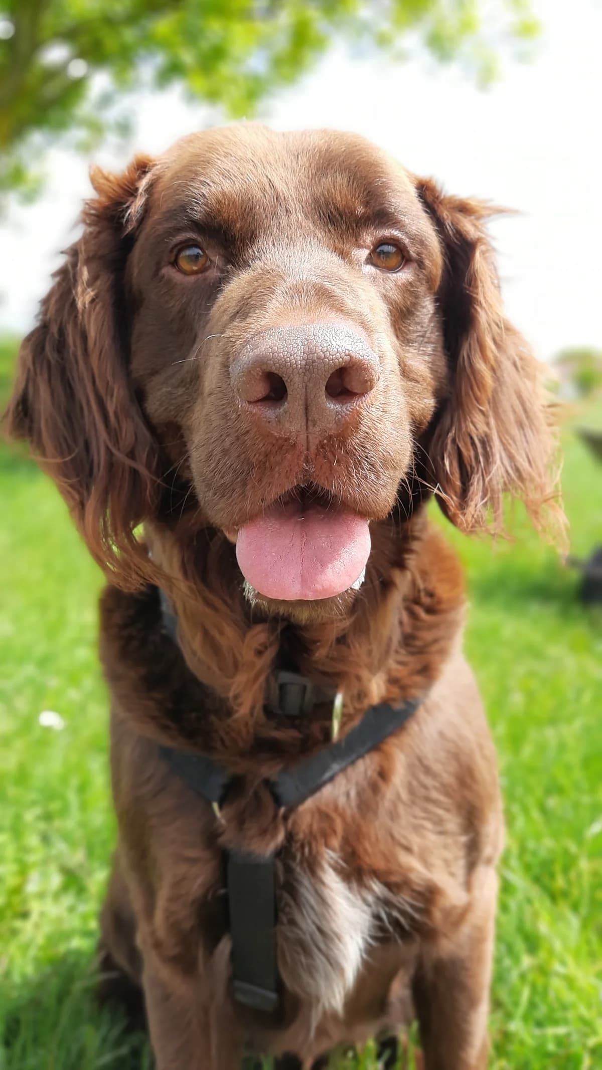 Toffee, male mixed breed for adoption at Tierschutz Wörrstadt — photo 4 of 39