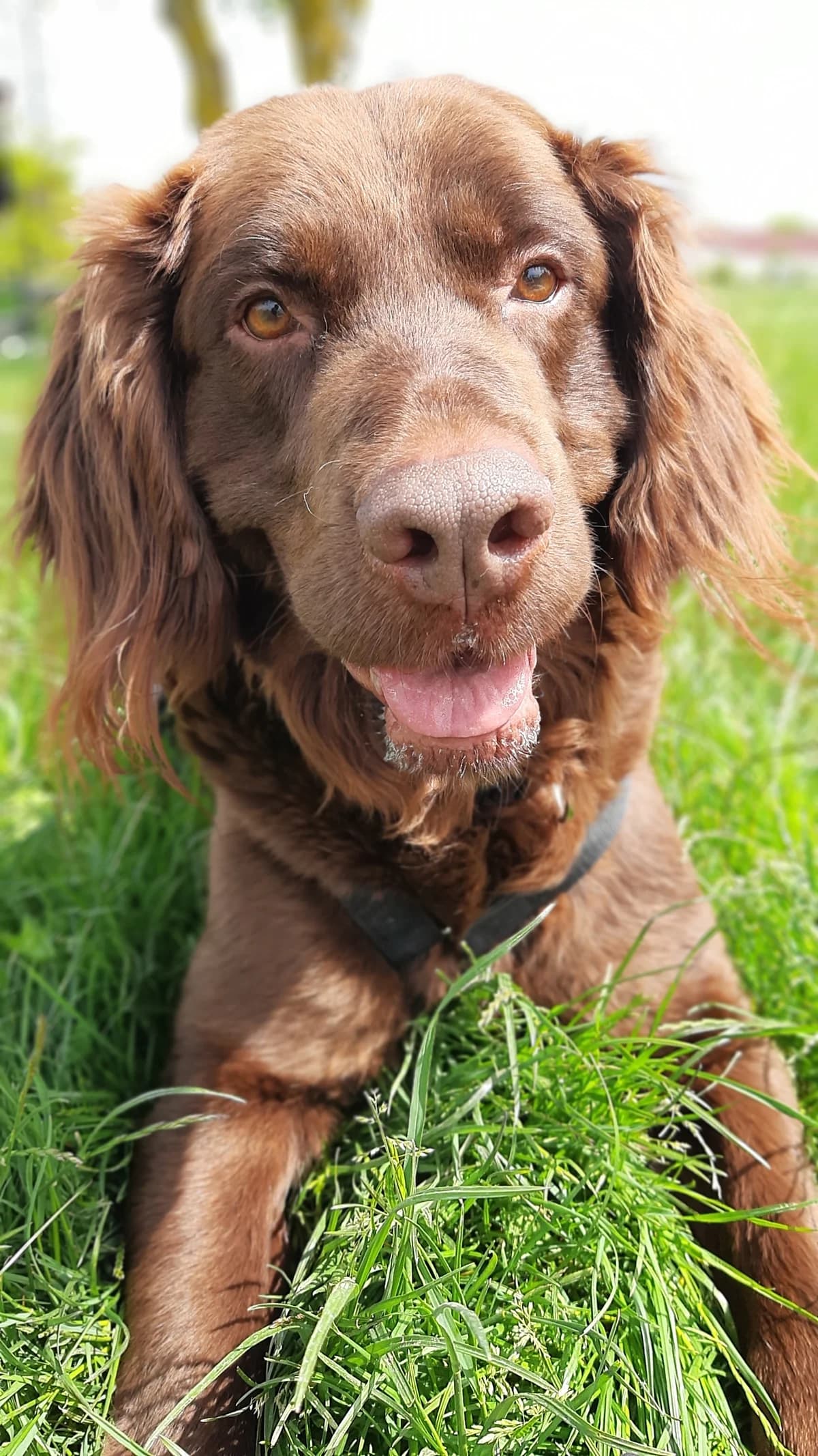 Toffee, male mixed breed for adoption at Tierschutz Wörrstadt — photo 5 of 39