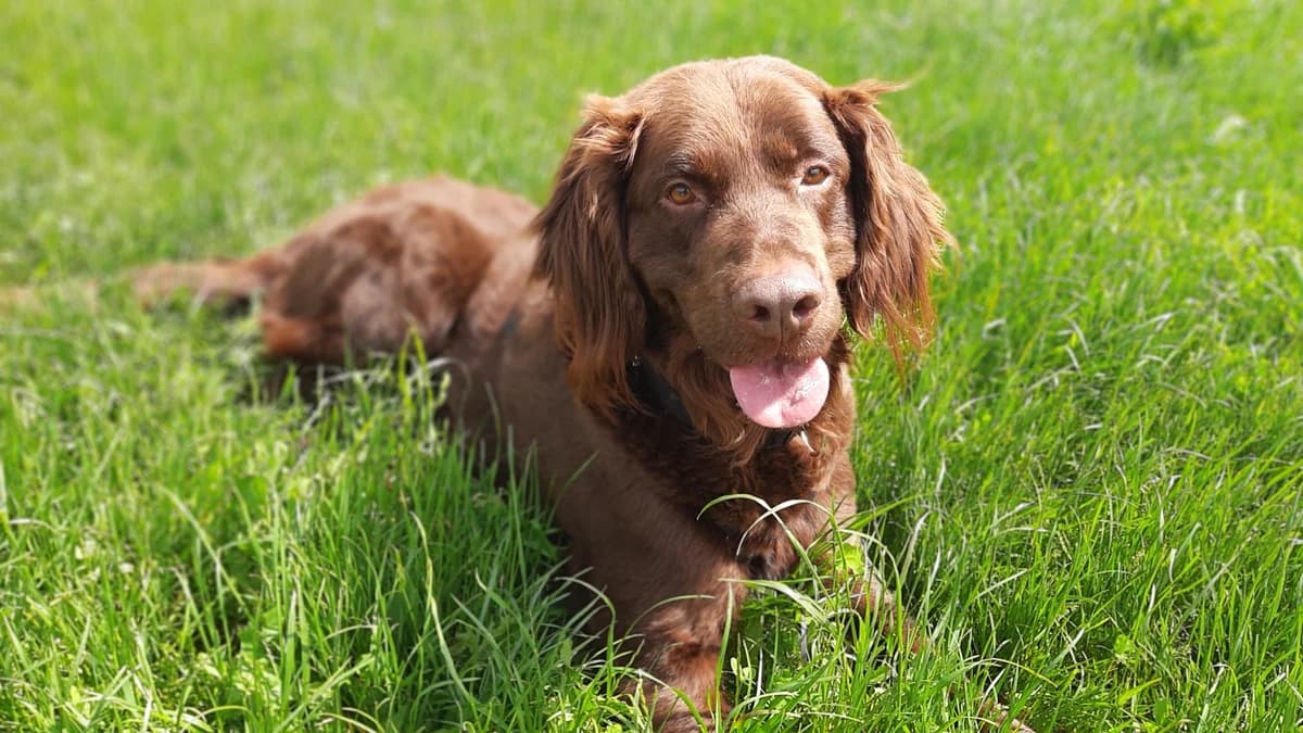 Toffee, male mixed breed for adoption at Tierschutz Wörrstadt — photo 6 of 39