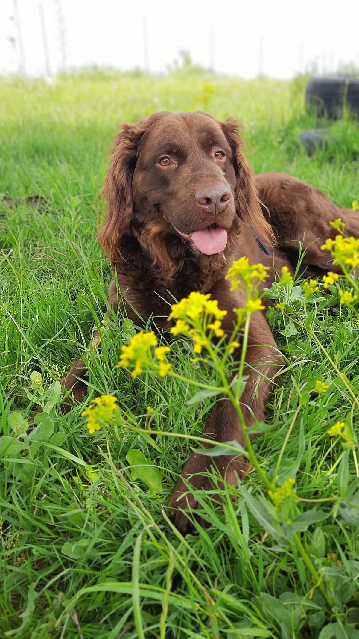 Toffee, male mixed breed for adoption at Tierschutz Wörrstadt — photo 7 of 39