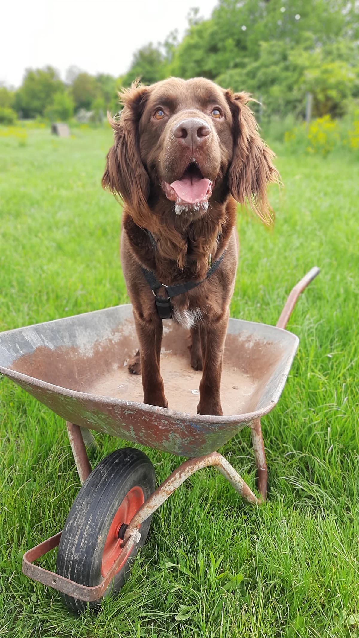 Toffee, male mixed breed for adoption at Tierschutz Wörrstadt — photo 8 of 39