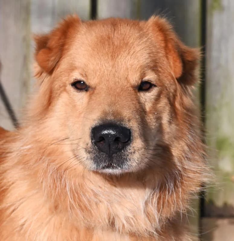 Loop, male Mixed Breed for adoption at Tierschutz Wörrstadt