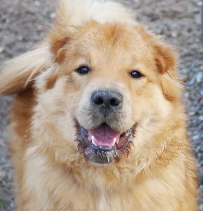 Loop, male Mixed Breed for adoption at Tierschutz Wörrstadt — photo 2 of 26