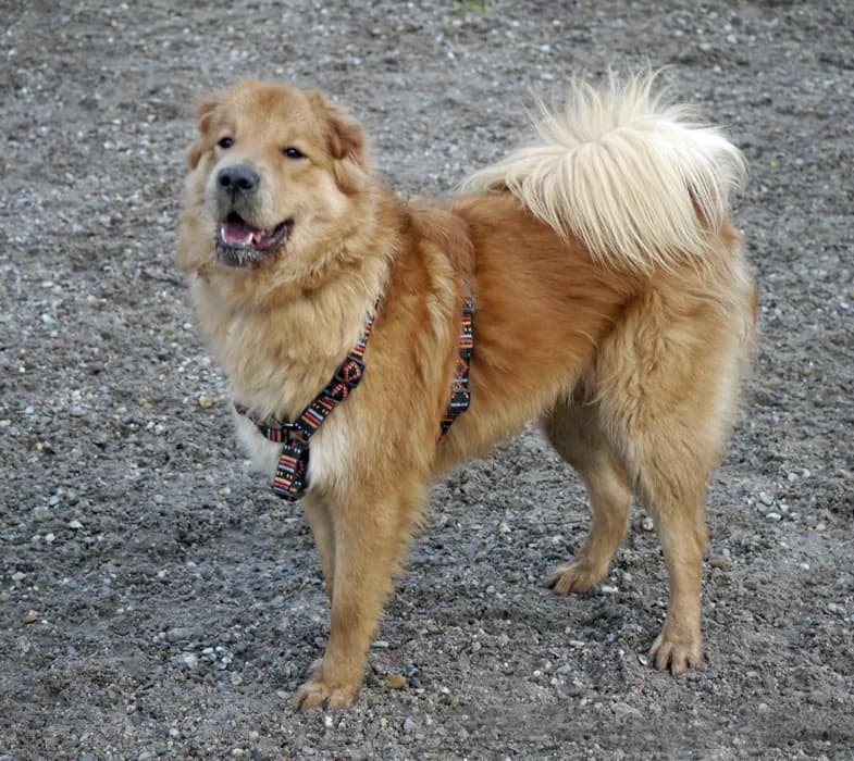 Loop, male Mixed Breed for adoption at Tierschutz Wörrstadt — photo 3 of 26