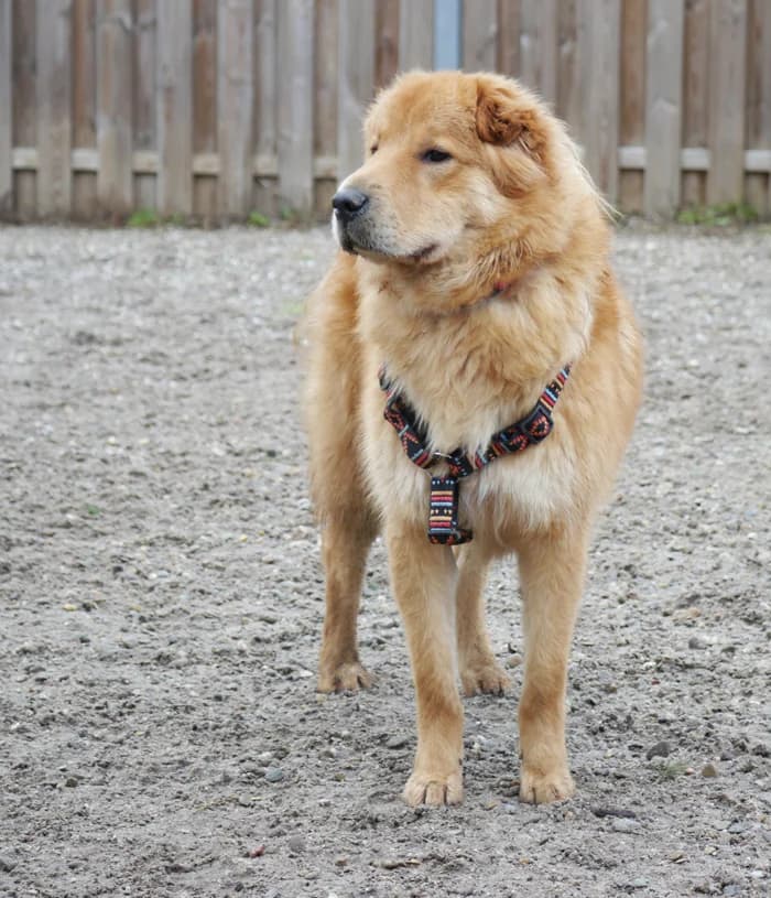 Loop, male Mixed Breed for adoption at Tierschutz Wörrstadt — photo 4 of 26