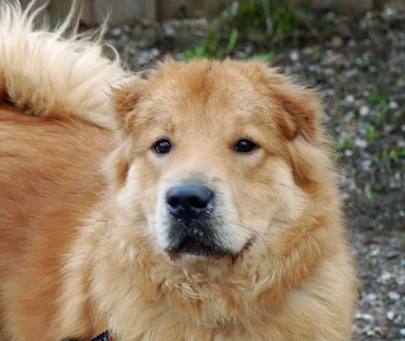 Loop, male Mixed Breed for adoption at Tierschutz Wörrstadt — photo 5 of 26