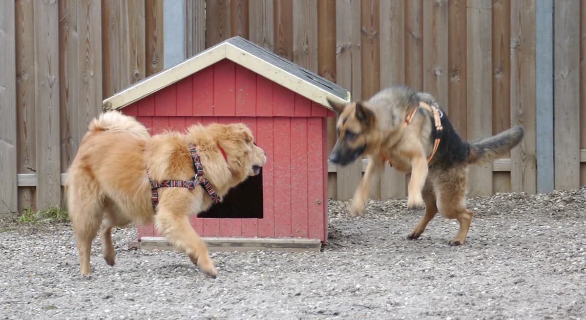 Loop, male Mixed Breed for adoption at Tierschutz Wörrstadt — photo 7 of 26