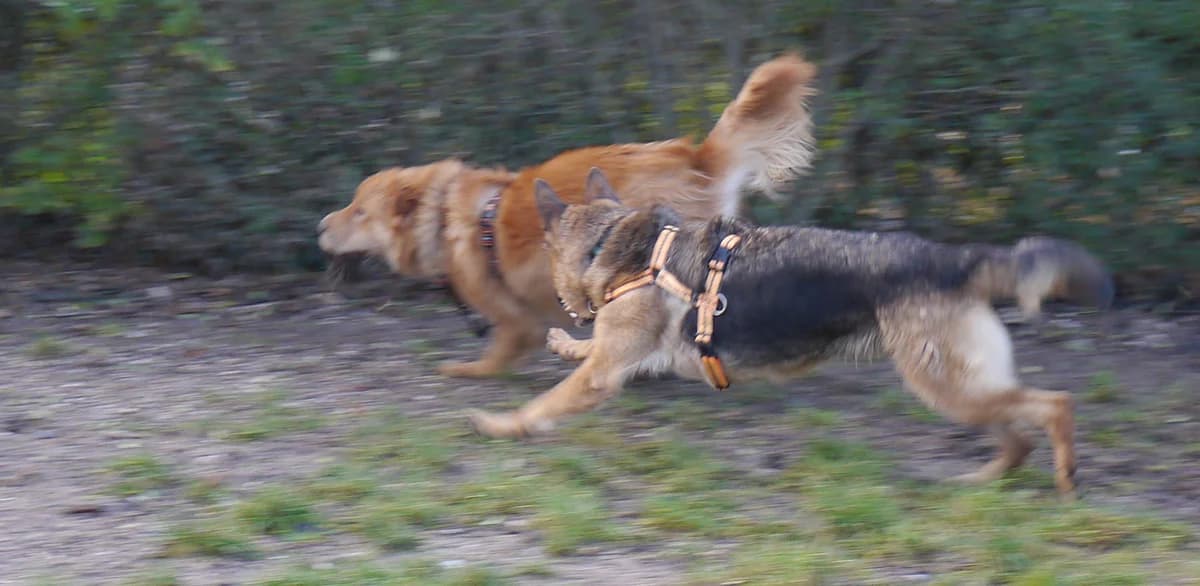 Loop, male Mixed Breed for adoption at Tierschutz Wörrstadt — photo 8 of 26